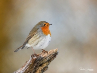 Vogels portfolio
