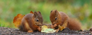 Wildlife portfolio